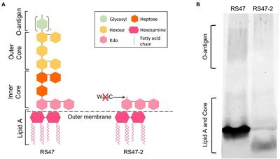 Lipopolysaccharide structure modulates cationic biocide susceptibility and crystalline biofilm formation in Proteus mirabilis